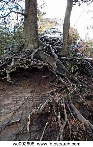 Rocks, Roots & Erosion at The Chimneys, Great Smoky Mtns NP, TN View Large Photo Image Stock Photo - Rocks, Roots & Erosion at The Chimneys, Great Smoky Mtns NP, TN. Fotosearch