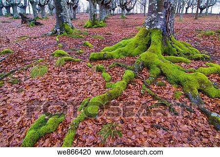 Roots of beech (Fagus sylvatica), Urkiola Natural Park, Biscay, Basque Country, Spain View Large Photo Image Stock Image - Roots of beech (Fagus sylvatica), Urkiola Natural Park, Biscay, Basque Country, Spain. Fotosearch