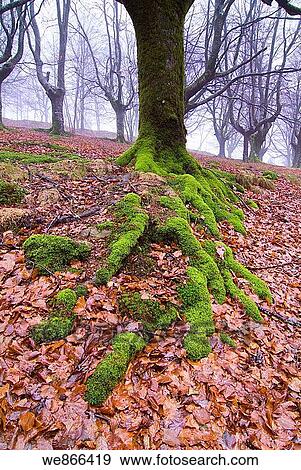 Stock Photo - Roots of beech (Fagus sylvatica), Urkiola Natural Park, Biscay, Basque Country, Spain. Fotosearch