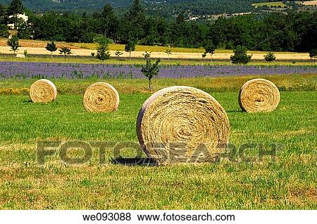 Stock Photo - Round hay bales on a mowed meadow. Fotosearch