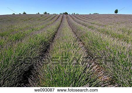 Row cultivation of lavender near Sault, Provence, France View Large Photo Image Stock Photo - Row cultivation of lavender near Sault, Provence, France. Fotosearch