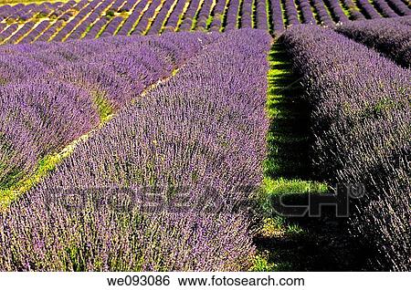 Row cultivation of lavender near Sault, Provence, France View Large Photo Image Stock Photograph - Row cultivation of lavender near Sault, Provence, France. Fotosearch