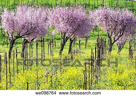 Row of cherry trees in bloom with yellow wild mustard plants Brassica growing in a vineyard in early spring Gilroy, California View Large Photo Image Picture - Row of cherry trees in bloom with yellow wild mustard plants Brassica growing in a vineyard in early spring Gilroy, California. Fotosearch