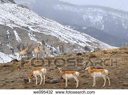 Row of Pronghorn Antelope and threesome over the ridge in winter at Old Yellowstone Trail South Gardiner Montana View Large Photo Image Stock Image - Row of Pronghorn Antelope and threesome over the ridge in winter at Old Yellowstone Trail South Gardiner Montana. Fotosearch