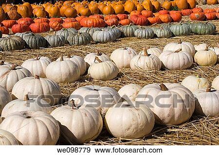 Rows of pumpkins, including white or ghost pumpkins, green pumpkins, red and orange pumpkins, on sale at a pumpkin farm for Halloween View Large Photo Image Stock Photo - Rows of pumpkins, including white or ghost pumpkins, green pumpkins, red and orange pumpkins, on sale at a pumpkin farm for Halloween. Fotosearch