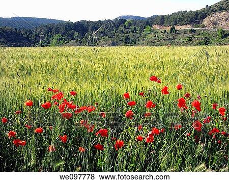 Rubielos de Mora country, Gudar mountains, Teruel province, Aragon, Spain, Europe View Large Photo Image Stock Photo - Rubielos de Mora country, Gudar mountains, Teruel province, Aragon, Spain, Europe. Fotosearch