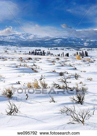 Sagebrush on Blacktail Deer Plateau in winter with Washburn Range in Yellowstone National Park View Large Photo Image Stock Image - Sagebrush on Blacktail Deer Plateau in winter with Washburn Range in Yellowstone National Park. Fotosearch