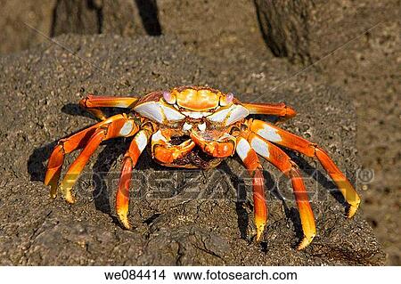 Sally lightfoot crab Grapsus grapsus in the litoral of the Galapagos Island Archipeligo, Ecuador Pacific Ocean This gravid female is wetting and aeriating her eggs, visible below her carapace at the back of her body This bright red crab is one of the View Large Photo Image Picture - Sally lightfoot crab Grapsus grapsus in the litoral of the Galapagos Island Archipeligo, Ecuador Pacific Ocean This gravid female is wetting and aeriating her eggs, visible below her carapace at the back of her body This bright red crab is one of the. Fotosearch