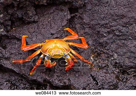 Stock Image - Sally lightfoot crab Grapsus grapsus in the litoral of the Galapagos Island Archipeligo, Ecuador Pacific Ocean This bright red crab is one of the most abundant invertabrates to be seen in the intertidal area of the Galapagos. Fotosearch