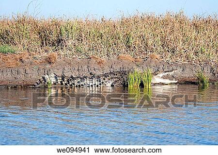 Saltie - Saltwater Crocodile Crocodylus porosus on riverbed in Kimberley, Australia View Large Photo Image Stock Image - Saltie - Saltwater Crocodile Crocodylus porosus on riverbed in Kimberley, Australia. Fotosearch