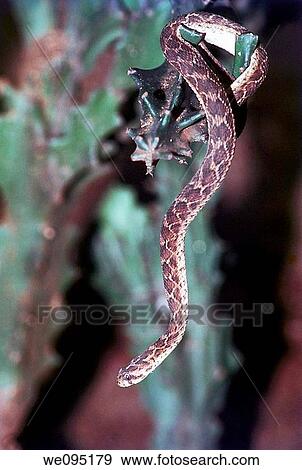 Stock Photo - Sawscaled Viperbites and kills more people in the world, the most dangerous snake, Chennai, Madras Snake Park, Tamil Nadu. Fotosearch