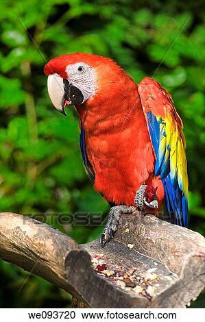 Scarlet Macaw Ara macao is found in southern Mexico, Central America, and South America In South America, the species is found as far south as northeastern Argentina Ara macao is most common throughout the Amazon basin View Large Photo Image Stock Image - Scarlet Macaw Ara macao is found in southern Mexico, Central America, and South America In South America, the species is found as far south as northeastern Argentina Ara macao is most common throughout the Amazon basin. Fotosearch