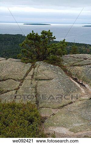 Scenic View, Gorham Mountain Trail, Acadia Nat Park, ME View Large Photo Image Stock Image - Scenic View, Gorham Mountain Trail, Acadia Nat Park, ME. Fotosearch