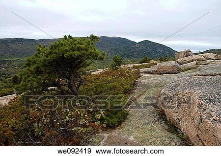 Scenic View, Gorham Mountain Trail, Acadia Nat Park, ME View Large Photo Image Stock Photo - Scenic View, Gorham Mountain Trail, Acadia Nat Park, ME. Fotosearch
