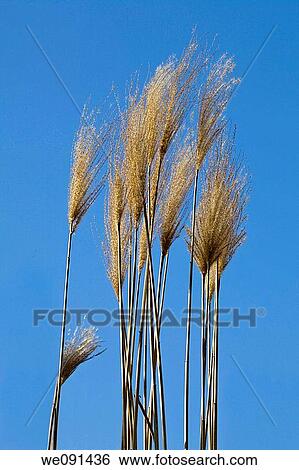 Stock Photograph - Schilfrohr / Phragmites australis / reed. Fotosearch