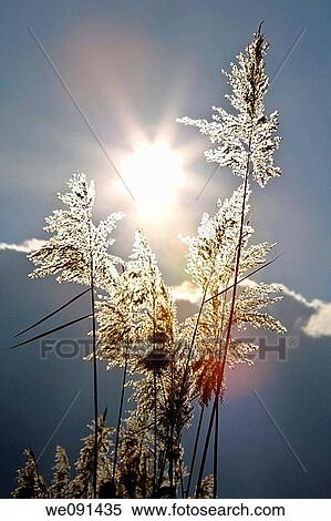 Schilfrohr / Phragmites australis / reed View Large Photo Image Stock Photography - Schilfrohr / Phragmites australis / reed. Fotosearch