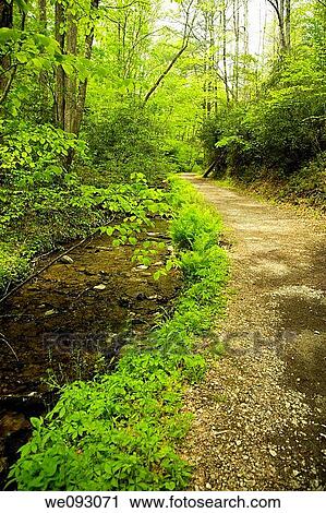 Stock Image - Schoolhouse Gap Trail, Spring, Great Smoky Mountains National Park, TN, USA. Fotosearch