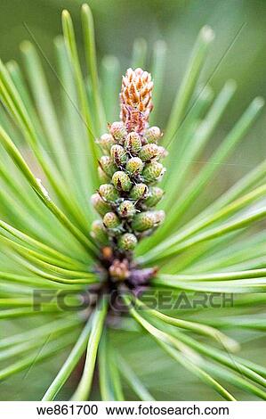 Scots Pine (Pinus sylvestris) male cone. England, UK View Large Photo Image Stock Image - Scots Pine (Pinus sylvestris) male cone. England, UK. Fotosearch