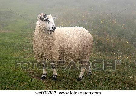 Scottish Blackfaced Sheep in fog in field at Cape St Mary's Ecological Reserve Newfoundland View Large Photo Image Stock Photo - Scottish Blackfaced Sheep in fog in field at Cape St Mary's Ecological Reserve Newfoundland. Fotosearch