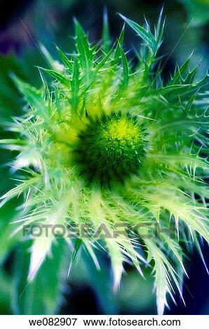 Sea Holly. Eryngium alpinum. May 2005. Maryland, USA. View Large Photo Image Stock Photo - Sea Holly. Eryngium alpinum. May 2005. Maryland, USA.. Fotosearch