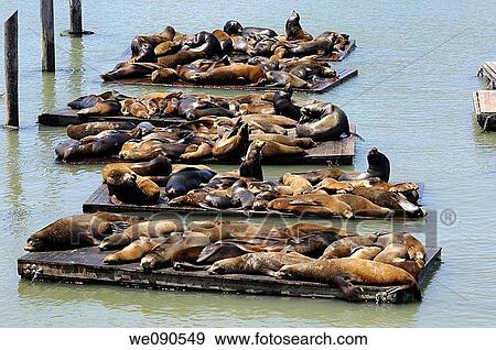 Sea Lions View Large Photo Image Stock Photo - Sea Lions. Fotosearch
