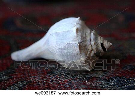 Stock Photo - Sea Shell. Fotosearch