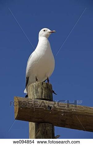 Seagull standing on wooden pole View Large Photo Image Picture - Seagull standing on wooden pole. Fotosearch
