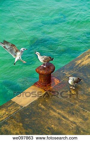 Seagulls on the dock, San Sebastißn, Guipuzcoa, Basque Country, Spain View Large Photo Image Stock Image - Seagulls on the dock, San Sebastißn, Guipuzcoa, Basque Country, Spain. Fotosearch