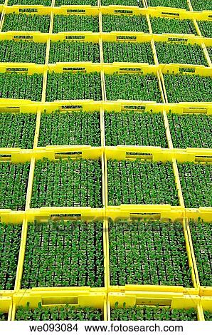 Seedlings in planters in a hothouse of a nursery View Large Photo Image Picture - Seedlings in planters in a hothouse of a nursery. Fotosearch