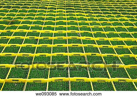 Seedlings in planters in a hothouse of a nursery View Large Photo Image Stock Photography - Seedlings in planters in a hothouse of a nursery. Fotosearch