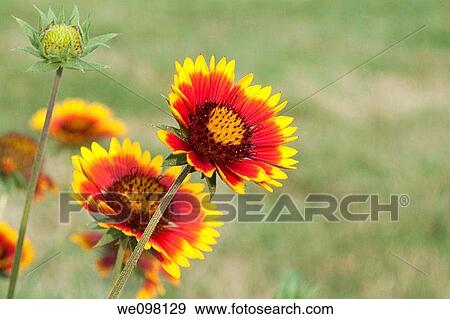 Several Arizona Sun Gaillardia flowers View Large Photo Image Stock Photo - Several Arizona Sun Gaillardia flowers. Fotosearch