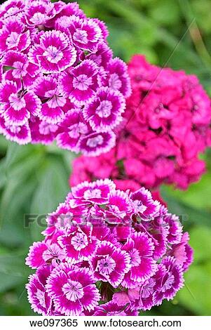 Several pink Sweet Williams View Large Photo Image Stock Photography - Several pink Sweet Williams. Fotosearch