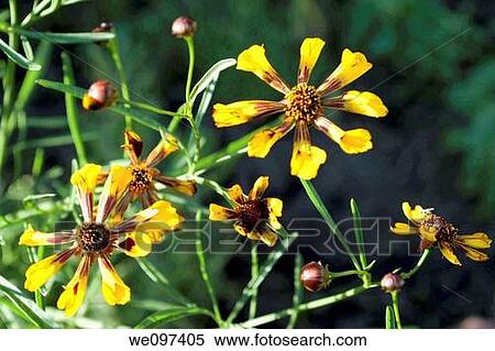 Several yellow and red coreopsis called Quills and Thrills View Large Photo Image Stock Photography - Several yellow and red coreopsis called Quills and Thrills. Fotosearch