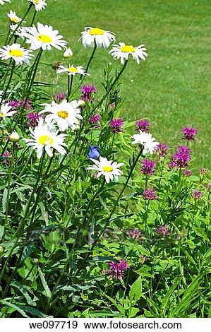 Shasta daisies a blue bellflower and some purple bee balm View Large Photo Image Stock Photo - Shasta daisies a blue bellflower and some purple bee balm. Fotosearch