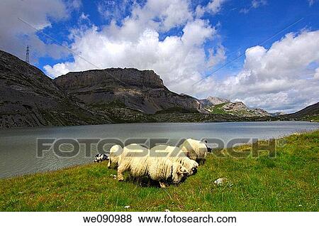 Stock Photo - SHeep of the Swiss breed Blacknose Sheep, Walliser Schwarznasenschaf, grazing on an alpine pasture along the shore of a mountaion lake in the Pennine Alps, Valais, Switzerland. Fotosearch