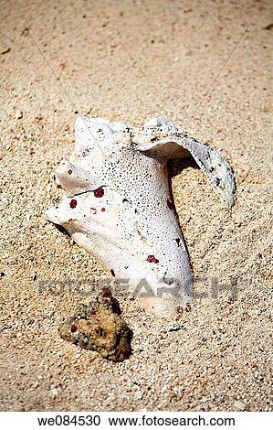 Shell in sand, Bolanos Caye, Cayos Cochinos, Bay Islands, Honduras View Large Photo Image Stock Image - Shell in sand, Bolanos Caye, Cayos Cochinos, Bay Islands, Honduras. Fotosearch