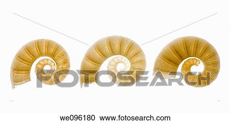 Shells View Large Photo Image Stock Image - Shells. Fotosearch