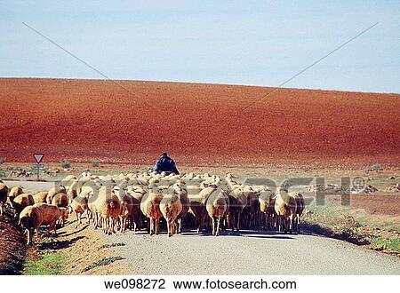 Shepperd and his flock of sheeps. Ciudad Real province, Castilla La Mancha, Spain. View Large Photo Image Stock Image - Shepperd and his flock of sheeps. Ciudad Real province, Castilla La Mancha, Spain.. Fotosearch