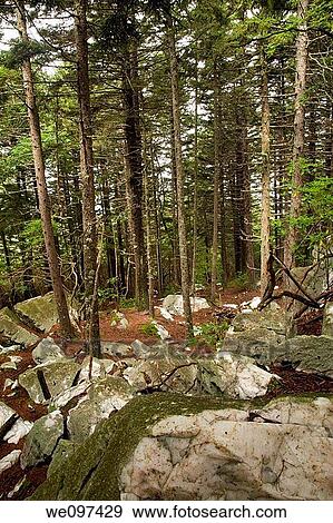 Shinning Rock Wilderness Area, Pisgah Nat Forest, NC View Large Photo Image Stock Photo - Shinning Rock Wilderness Area, Pisgah Nat Forest, NC. Fotosearch