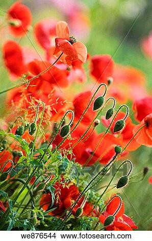 Shirley Poppy Buds Pattern, Red Poppies and Green Grass in the Background View Large Photo Image Picture - Shirley Poppy Buds Pattern, Red Poppies and Green Grass in the Background. Fotosearch