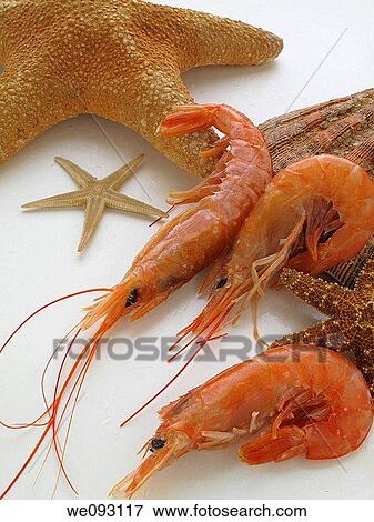 Shrimp View Large Photo Image Stock Photo - Shrimp. Fotosearch