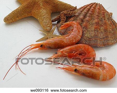 Shrimp View Large Photo Image Stock Photograph - Shrimp. Fotosearch