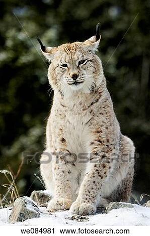 Siberian lynx Lynx lynx wrangeli- captive in winter habitat View Large Photo Image Stock Image - Siberian lynx Lynx lynx wrangeli- captive in winter habitat. Fotosearch