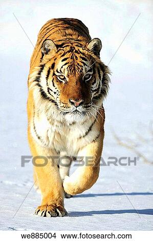 Siberian tiger Panthera tigris altaica- captive in winter habitat View Large Photo Image Picture - Siberian tiger Panthera tigris altaica- captive in winter habitat. Fotosearch