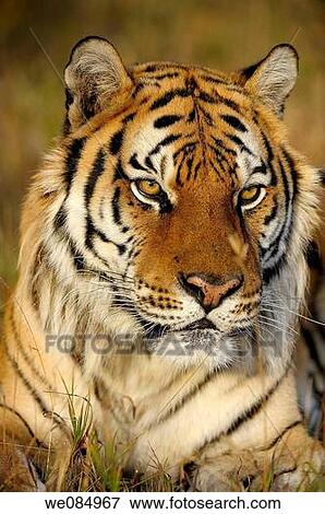 Siberian tiger Panthera tigris altaica- captive View Large Photo Image Stock Photo - Siberian tiger Panthera tigris altaica- captive. Fotosearch