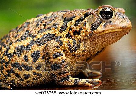 Side view of an Eastern American Toad View Large Photo Image Stock Photo - Side view of an Eastern American Toad. Fotosearch