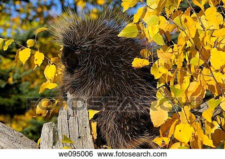 Side view of Porcupine climbing a dead tree with yellow Birch leaves and evergreens in Autumn View Large Photo Image Stock Photograph - Side view of Porcupine climbing a dead tree with yellow Birch leaves and evergreens in Autumn. Fotosearch