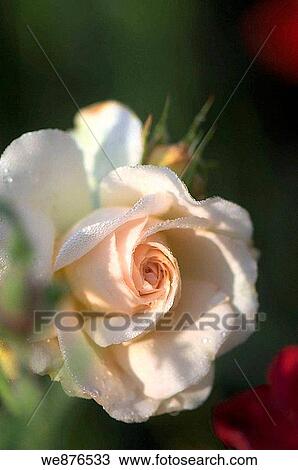 Single Rose Flower Wet after the Rain, Dark Green Background View Large Photo Image Stock Image - Single Rose Flower Wet after the Rain, Dark Green Background. Fotosearch
