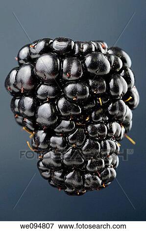 Single suspended blackberry aggregate fruit Rubus fruticosus on a blue background View Large Photo Image Stock Photo - Single suspended blackberry aggregate fruit Rubus fruticosus on a blue background. Fotosearch