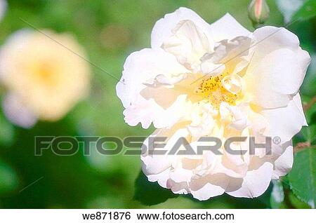 Single White Rose Rosa hybrid May 2008 Maryland, USA View Large Photo Image Stock Photograph - Single White Rose Rosa hybrid May 2008 Maryland, USA. Fotosearch